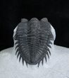 Arched Coltraneia Trilobite - Awesome Eyes #1989-2